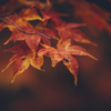 神護寺の紅葉狩り２