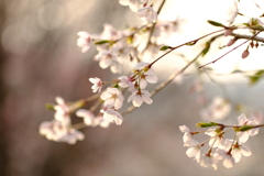 DSCF3559