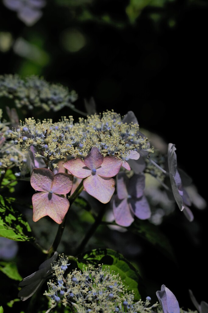 紫陽花②