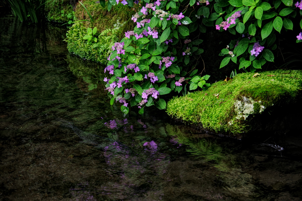 庭園の紫陽花