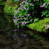 庭園の紫陽花