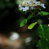 光前寺水辺の紫陽花オールドレンズで