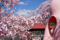 タコの滑り台と桜と青空