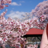 タコの滑り台と桜と青空