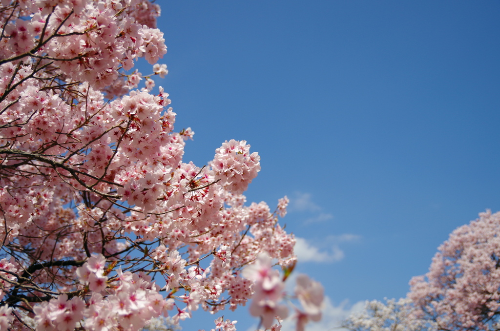 青空と桜