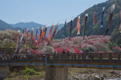 月川温泉郷花桃