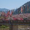 月川温泉郷花桃