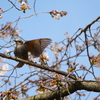 ヒヨドリと桜①