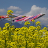 菜の花こいのぼり