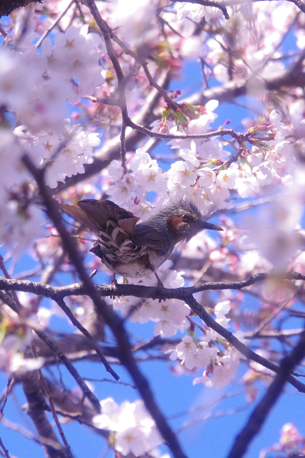 桜ヒヨドリ