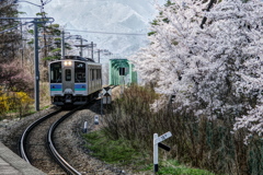 桜と電車