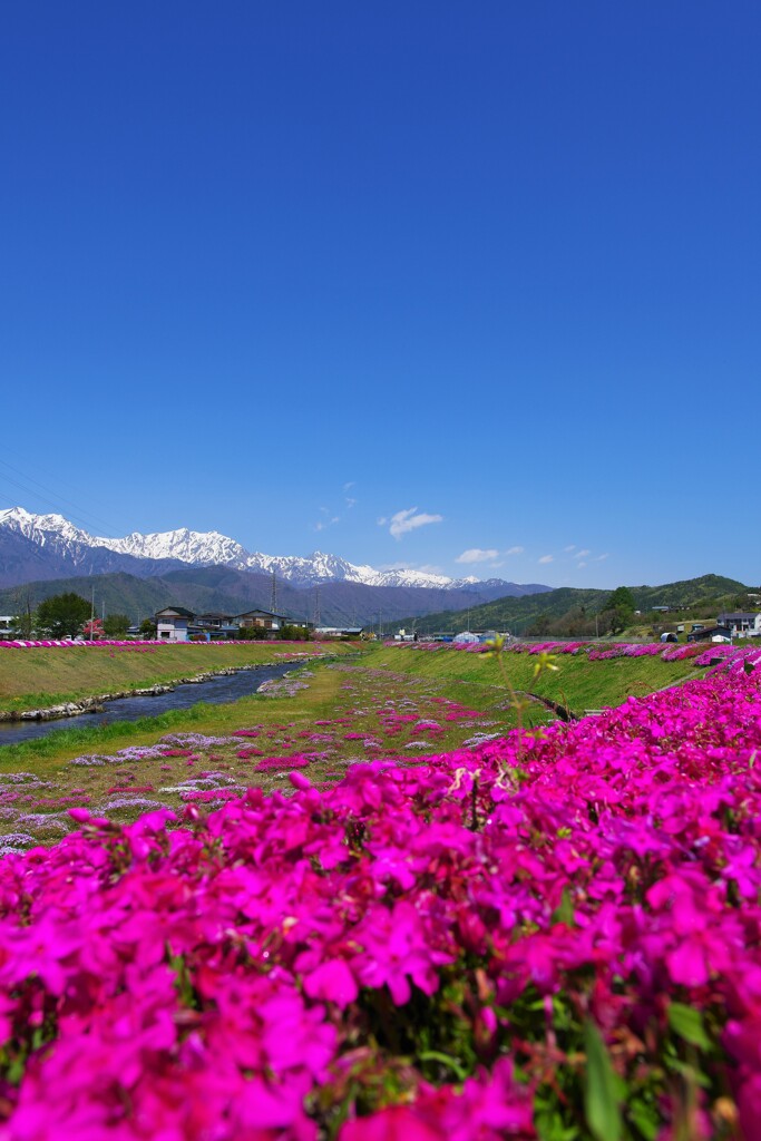 芝桜と北アルプス