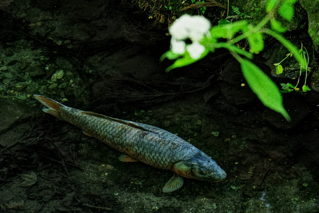 光前寺の鯉