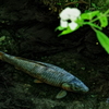 光前寺の鯉