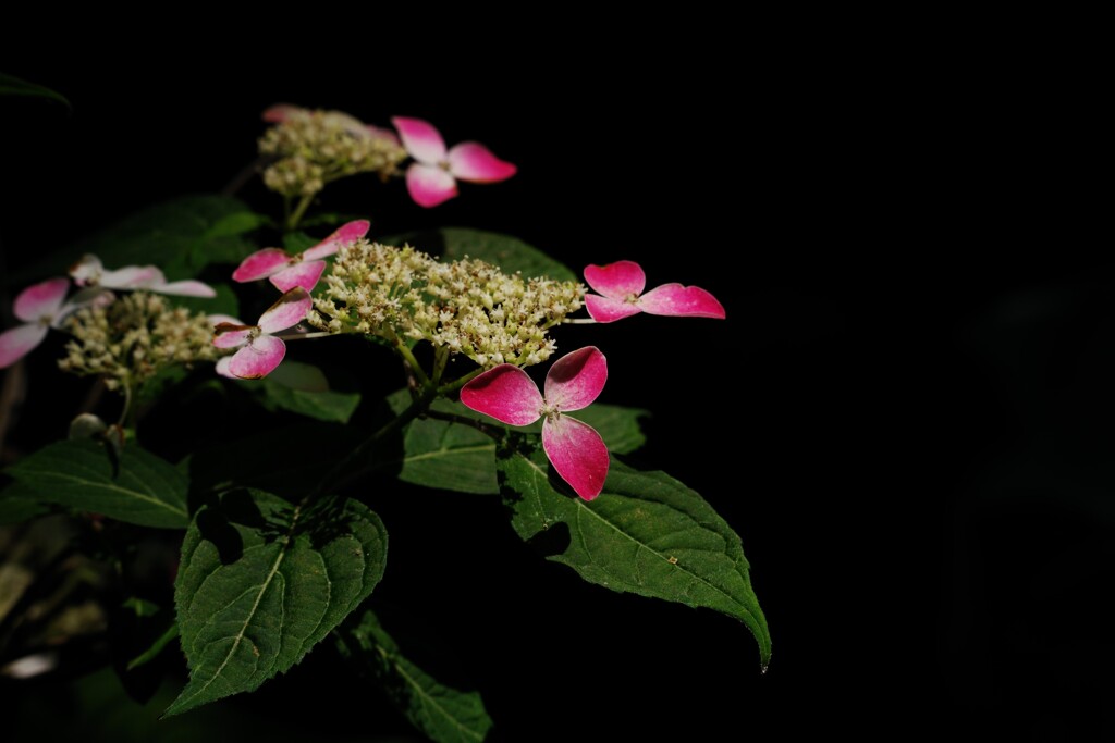 紫陽花①