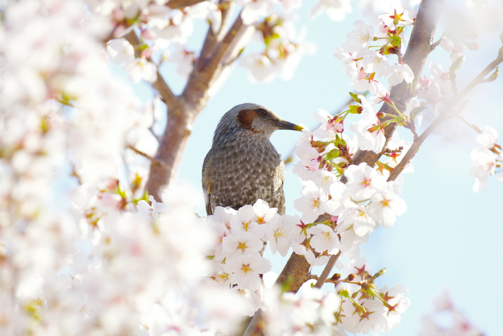 桜ヒヨドリ望遠レンズ