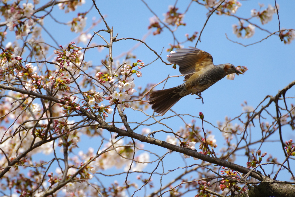 ヒヨドリと桜②