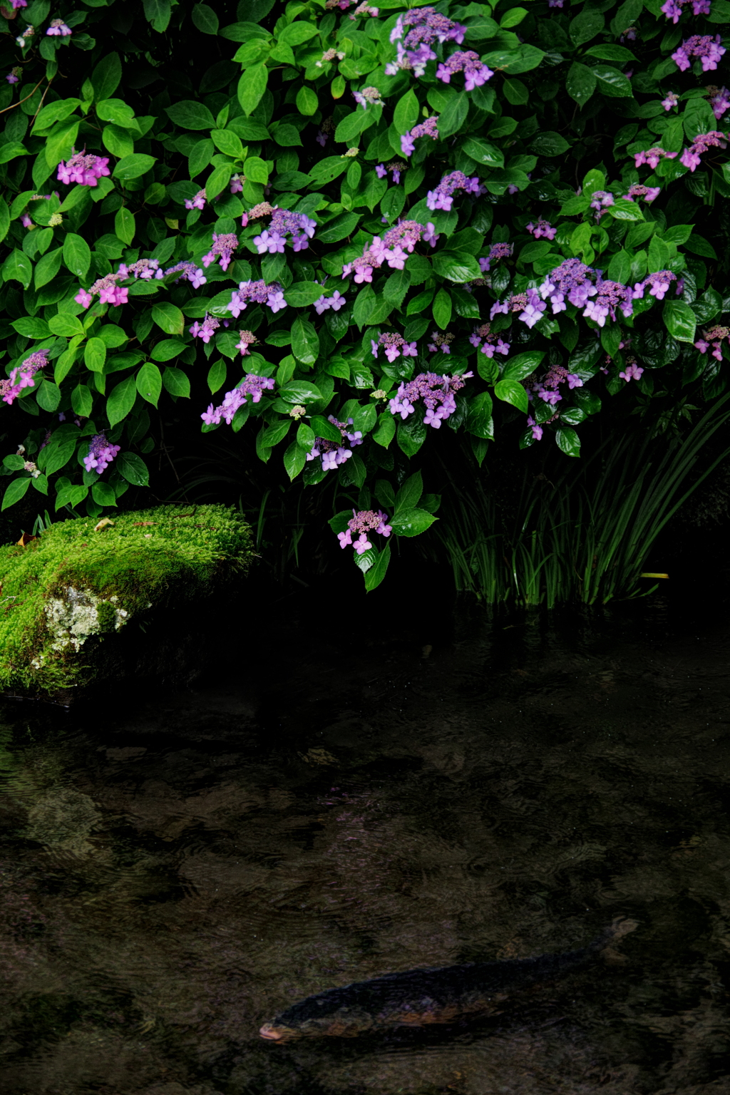 紫陽花と鯉