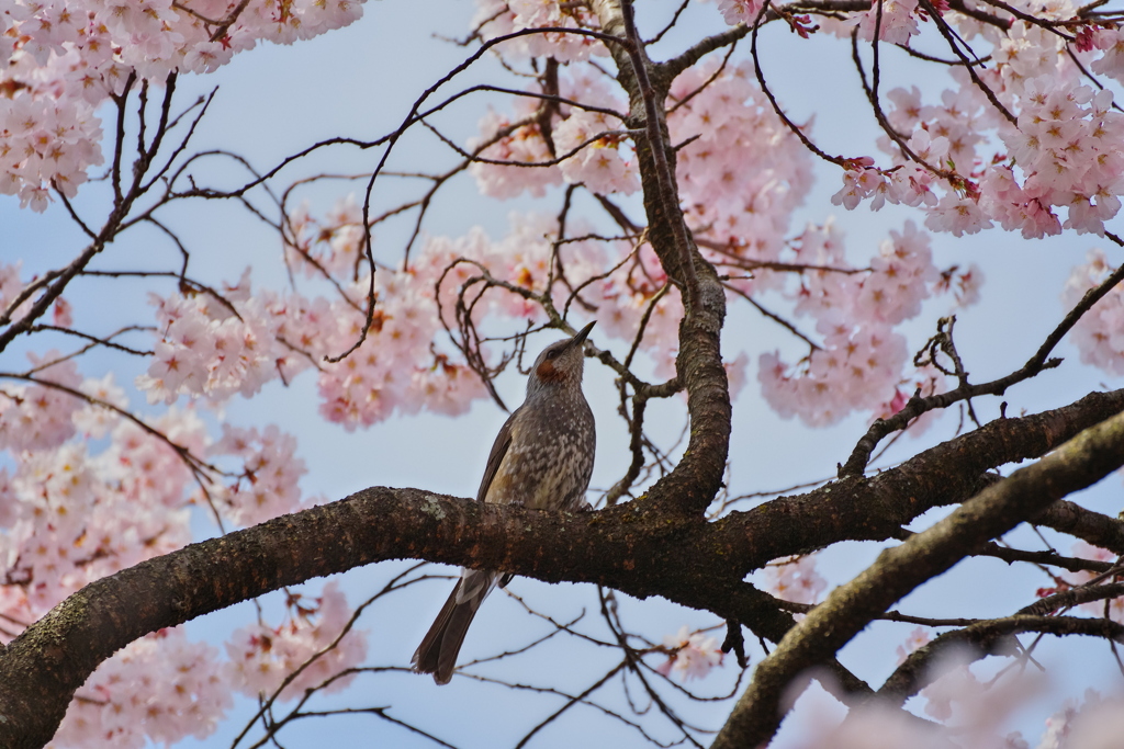 ヒヨドリと桜③