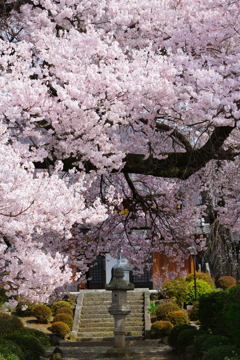 桃昌寺の桜
