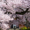 桃昌寺の桜