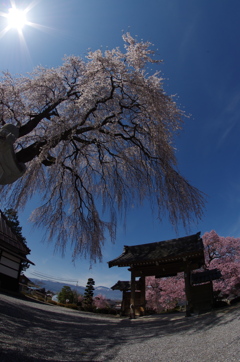 桃昌寺枝垂れ桜