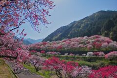 花桃の里