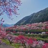 花桃の里