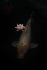 睡蓮と錦鯉