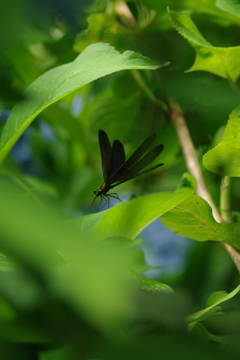 アジサイの葉の茂みの中