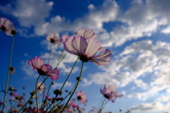 和泉環境リサイクル公園の秋桜