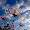 和泉環境リサイクル公園の秋桜