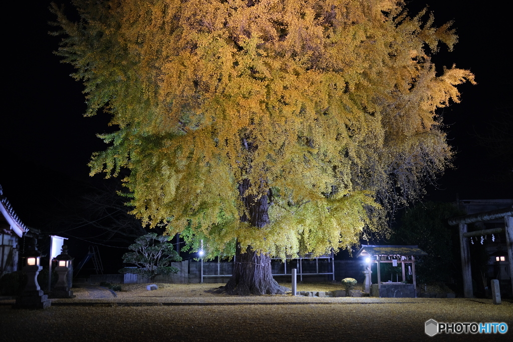 丹生酒殿神社　樹齢800年の大銀杏