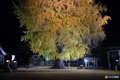 丹生酒殿神社　樹齢800年の大銀杏