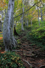 ブナ林の登山道