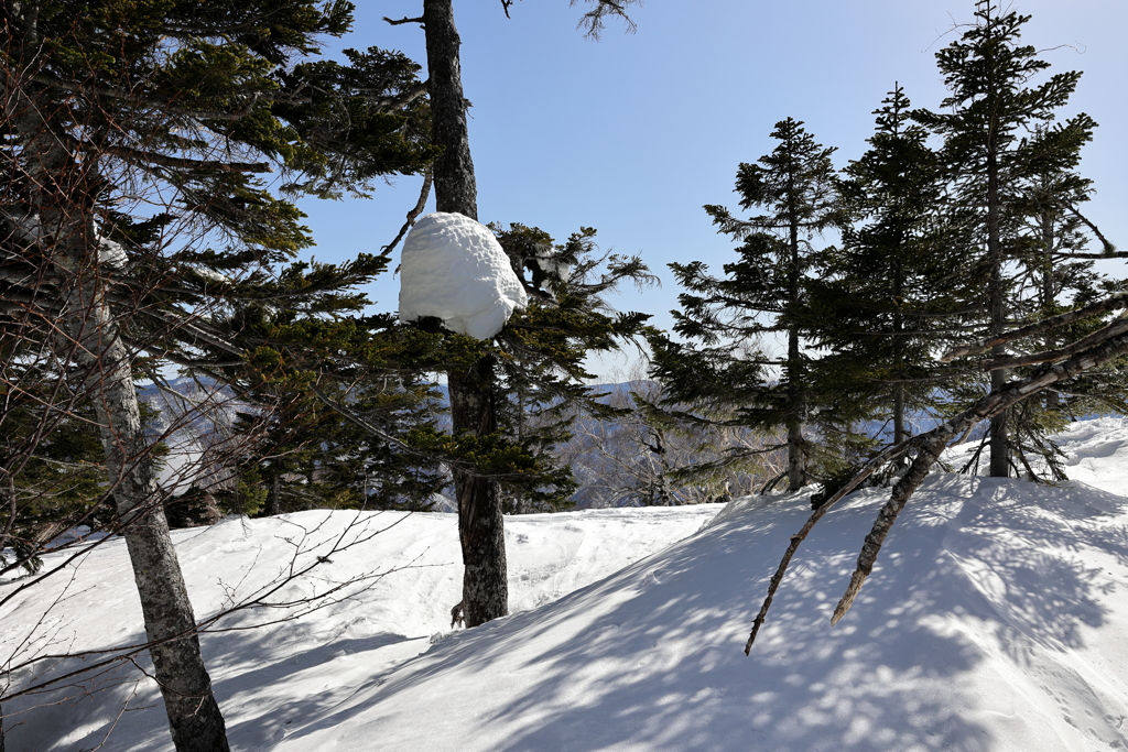 巨大なカマキリの巣