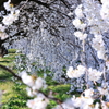 桜１