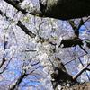 桜２