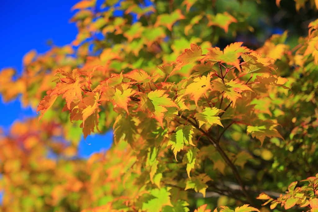 紅葉の始まり