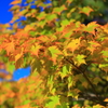 紅葉の始まり