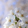 桜３
