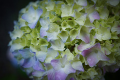 紫陽花