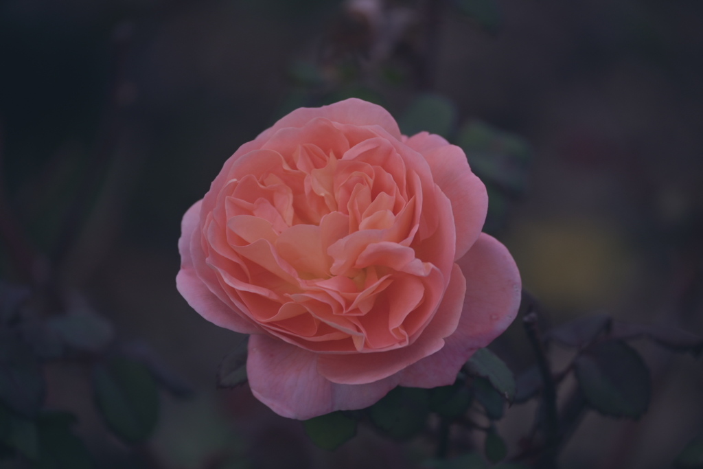 薔薇