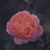 薔薇