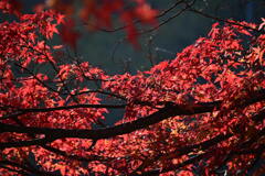 紅葉