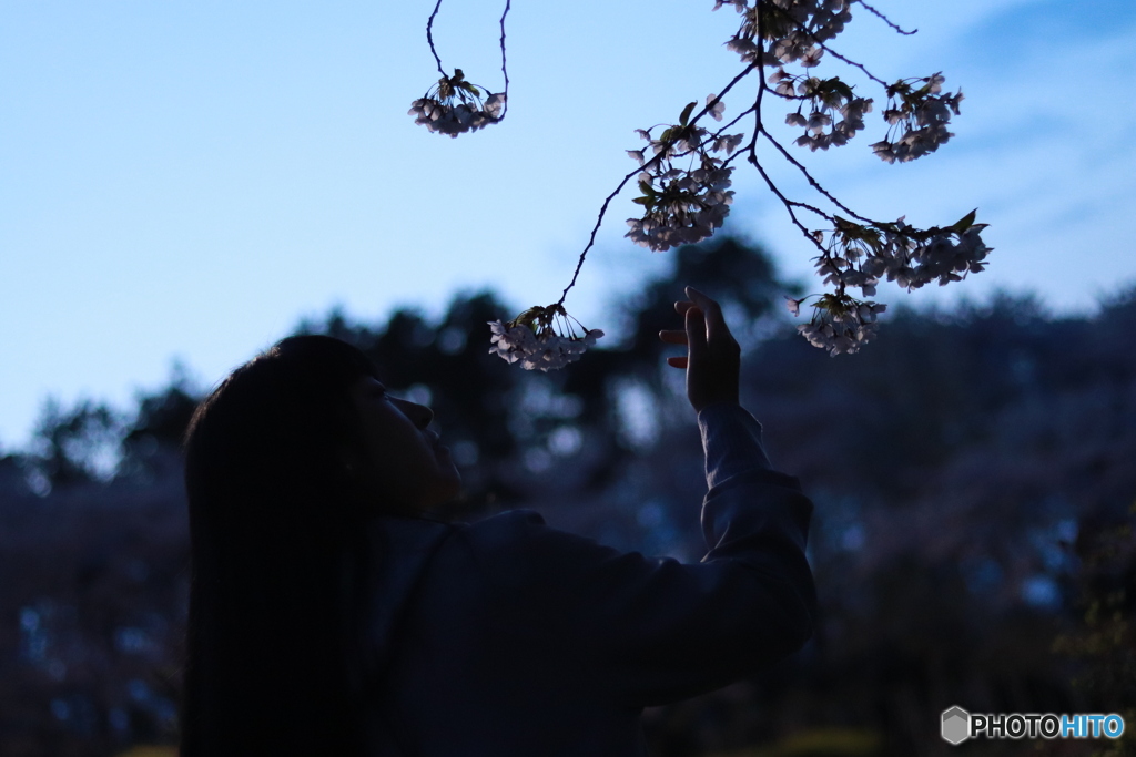 桜