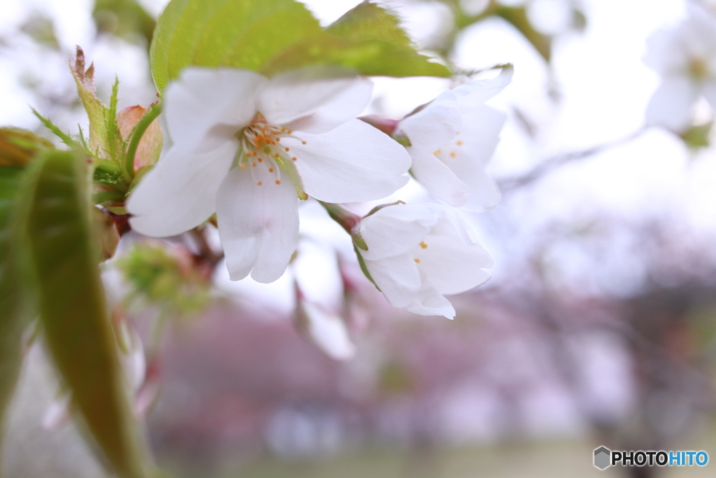 五月の桜
