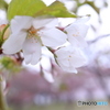 五月の桜