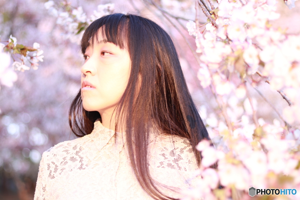 桜