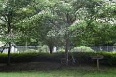 公園の自転車置場